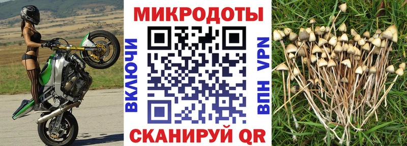 Галлюциногенные грибы GOLDEN TEACHER  наркота  Кирсанов 